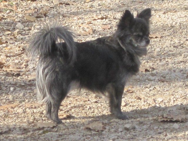 Doudou scarlett du clos d'athena
